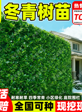 冬青树苗法国北海道黄杨直立篱笆墙四季常青植物耐寒庭院围墙绿篱