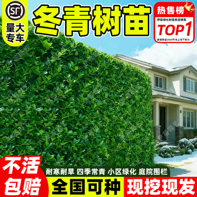 冬青树苗法国北海道黄杨直立篱笆