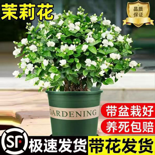 重瓣茉莉花盆栽带苞栀子苗