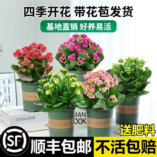 长寿花盆栽重瓣金狐狸大带