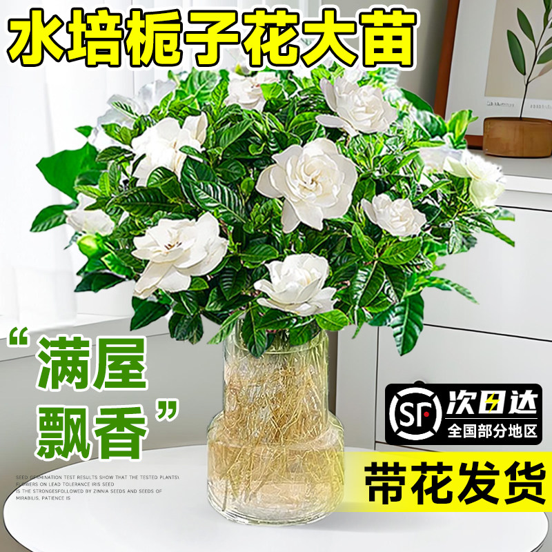 栀子花水培植物盆栽带苞办图片
