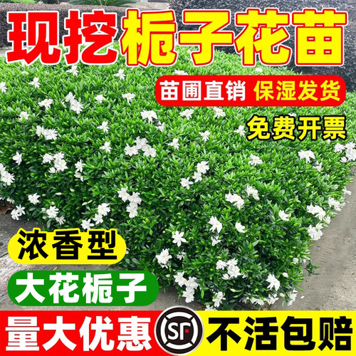 【浓香型】小叶栀子花树苗造景