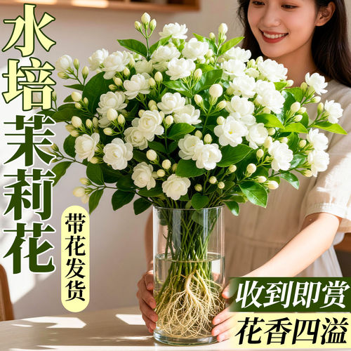 茉莉花水培植物盆栽带苞办
