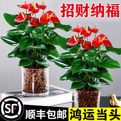 水培红掌盆栽带花大叶白四