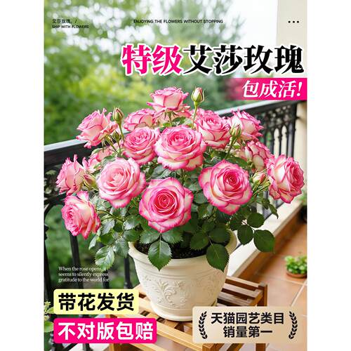 玫瑰花盆栽带苞四季开月苗