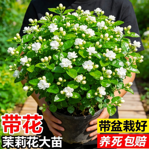 茉莉花盆栽老桩四季开虎头