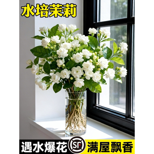 茉莉花水培植物盆栽带苞办