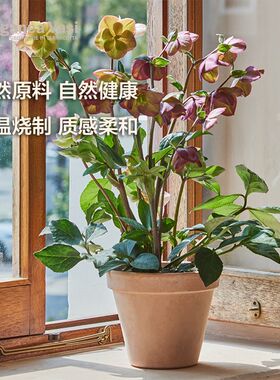 EV陶然进口经典国际透意大利天盆陶土盆水透气花盆家用大口径花盆