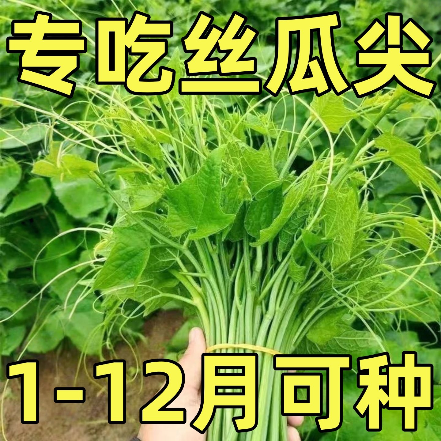 真好吃丝瓜尖种子耐热菜籽四季摘不败龙须菜丝瓜藤尖苗农家蔬菜孑,鲜花速递/花卉仿真/绿植园艺,种苗/半成品盆栽,淘宝优惠券,粉丝福利购,淘宝优惠卷