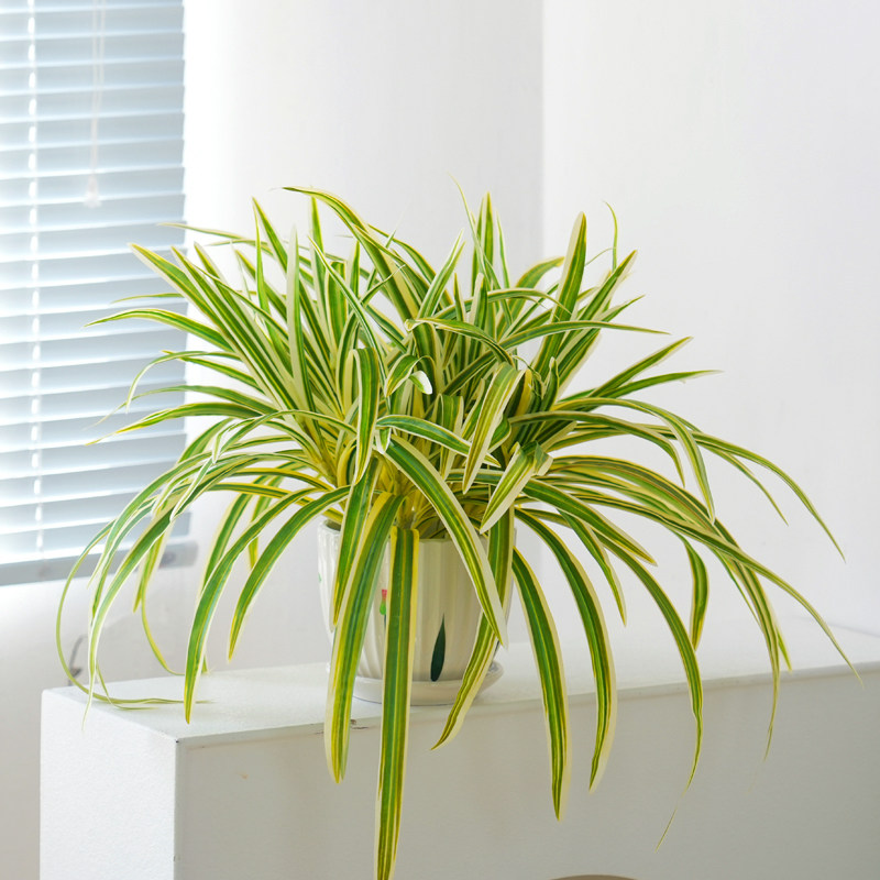 新品仿真绿植金边吊篮盆栽花卉室内吊篮植物壁挂阳台观叶垂吊装饰