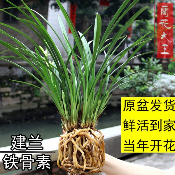 四季兰花苗天香铁骨素建兰细叶线叶艺兰宽叶墨兰春兰原盆花苞好养