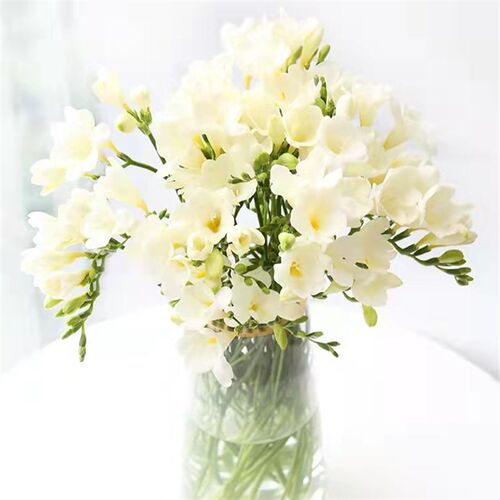 香雪兰小花兰鲜苍云南昆明斗南市场基地直水香发水培插花家用水养
