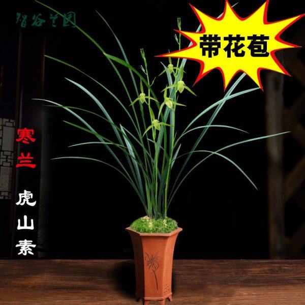 高档兰花江西细叶寒兰素心虎山素红素雪中红带花苞桃花仙子小雪素,鲜花速递/花卉仿真/绿植园艺,国兰/杂交兰/洋兰类,淘宝优惠券,粉丝福利购,淘宝优惠卷