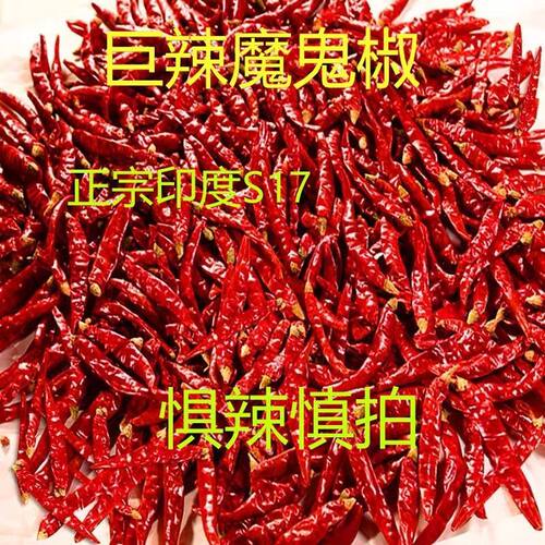 印度魔鬼椒辣椒S17特辣变态辣
