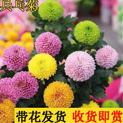 兵乓菊盆栽带花发货阳台庭院植物重瓣球形菊花苗四季好养花卉绿植