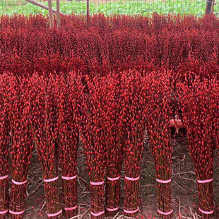 【下单立减50】银柳真花鲜枝喜庆花卉彩红色银柳干花彩色柳枝_ZS