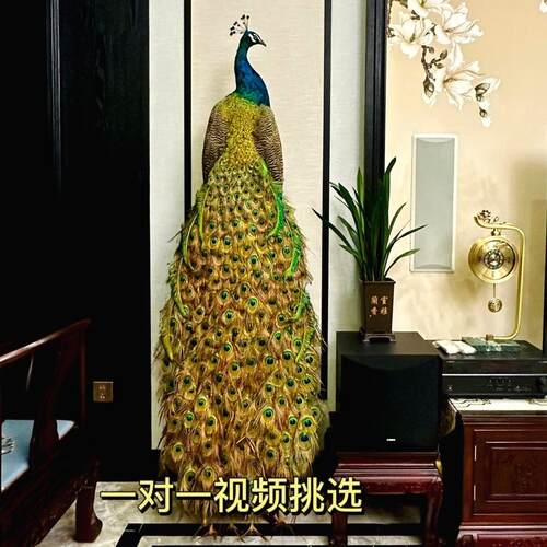 孔雀标本摆件真实羽毛动