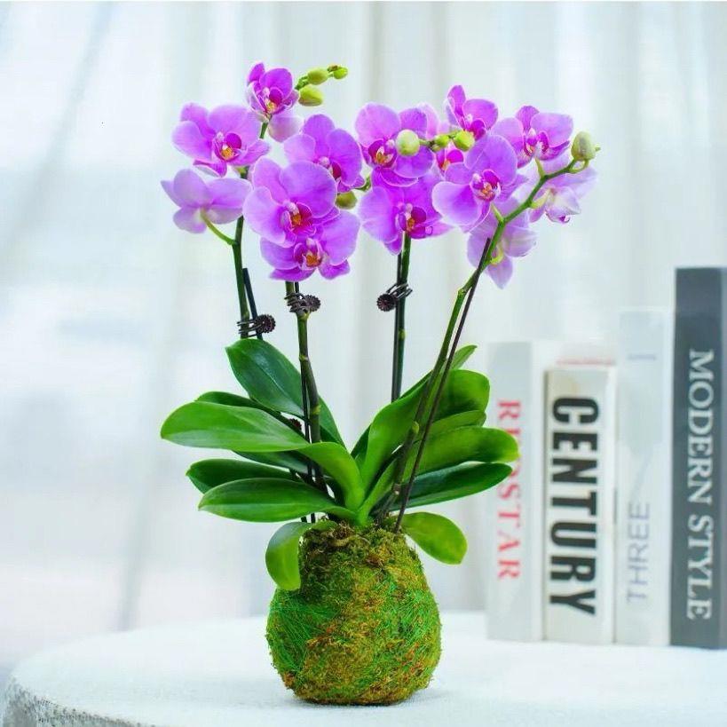 带花苔玉蝴蝶兰4枝花精品