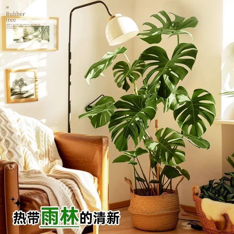 龟背竹客厅大型盆栽室内