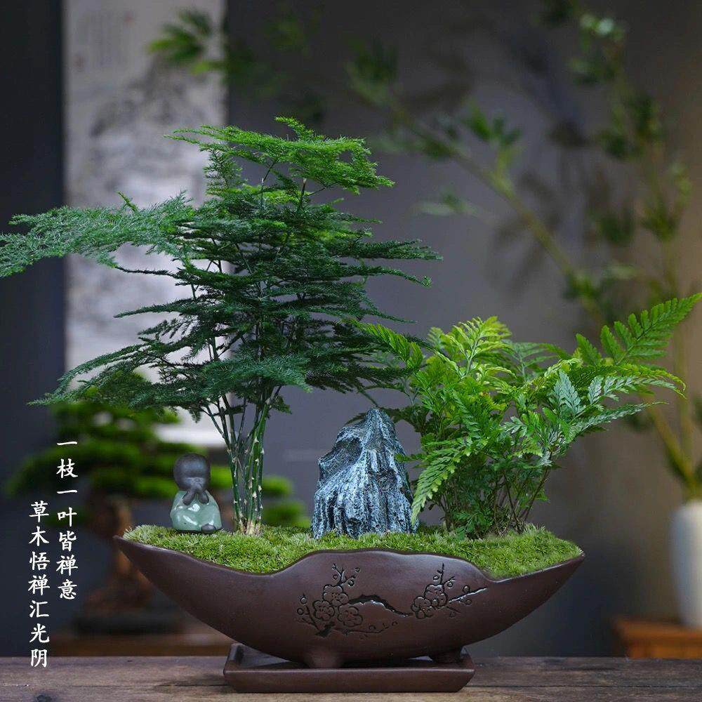 文竹盆栽室内客厅书房办