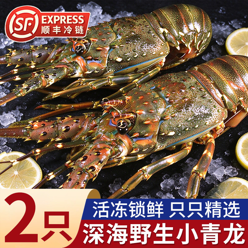 特大号小青龙鲜活海捕大龙虾速冻