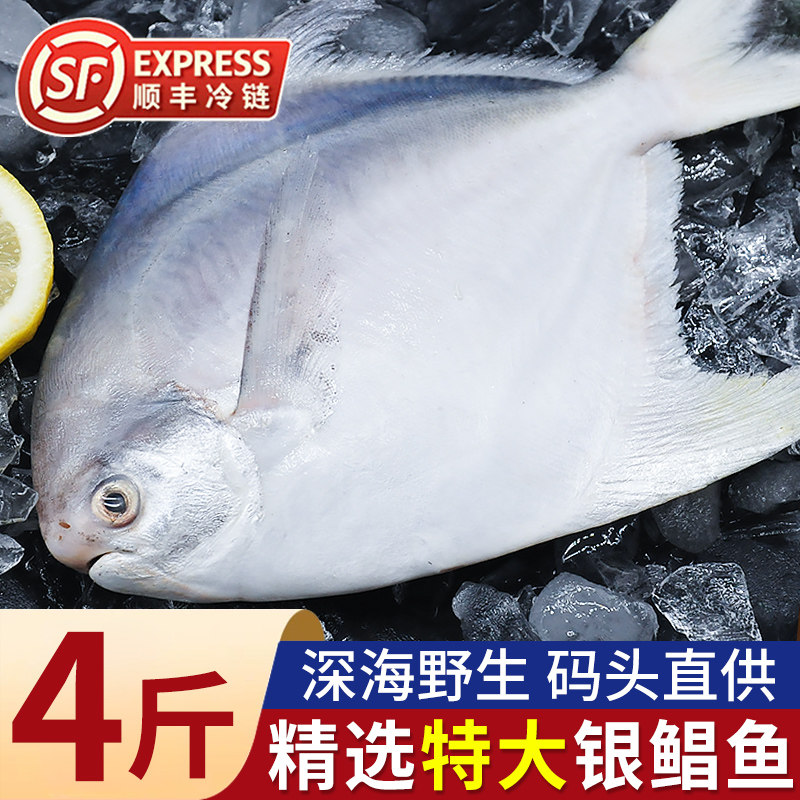 鲳鱼新鲜冷冻青岛特大银鲳鱼白鲳鱼海捕野生海鱼水产商用顺丰冷链