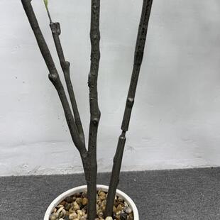 仿三岔橄榄树人造绿植装真饰仿真树真庭详询客服院摄造景装饰仿模