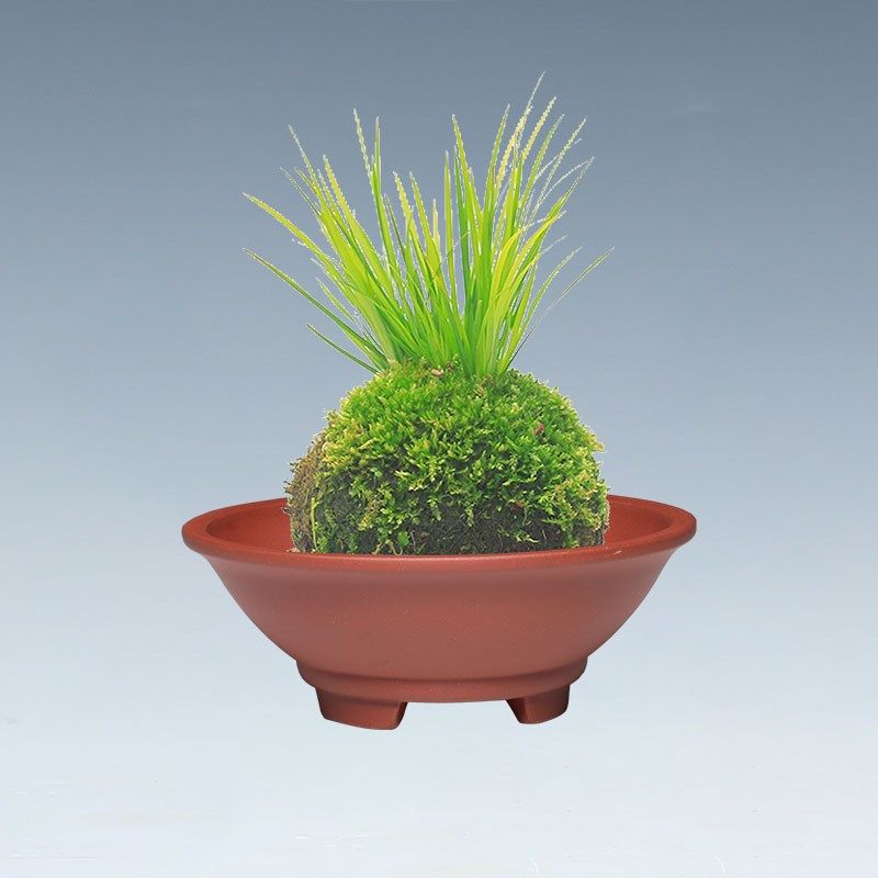 紫砂花盆陶瓷g苔藓球专用盆无孔菖蒲铜钱草水仙花米竹水培紫砂盆