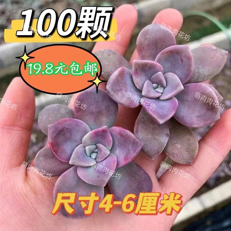 紫乐碧桃秋丽玉缀红布丁多肉植物砍头苗淡L雪姬胧月吸财树种苗组