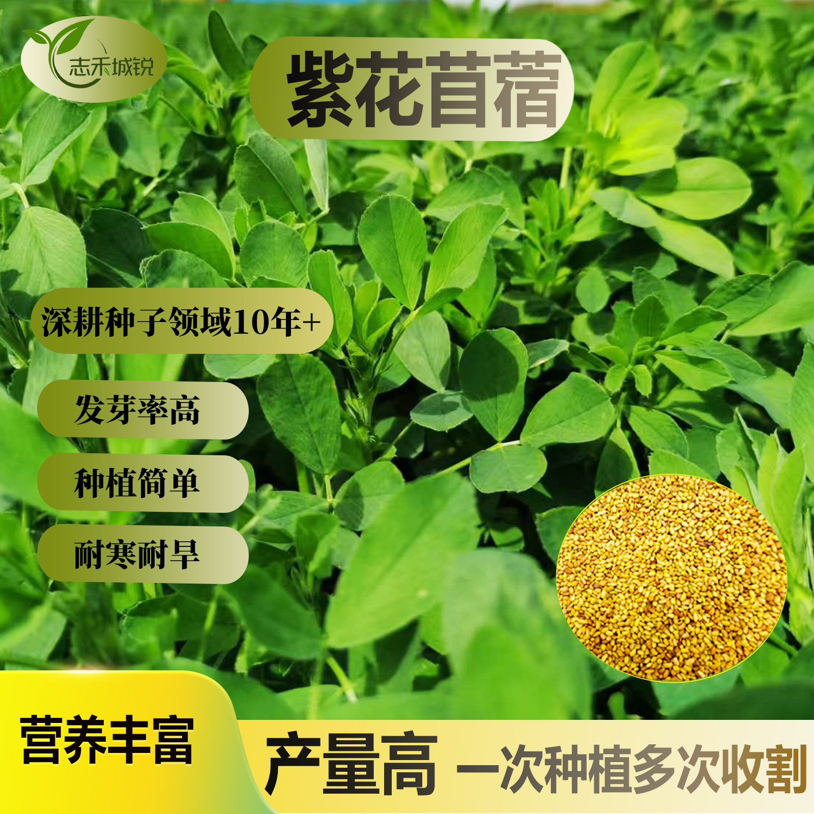 紫花苜蓿种子发芽率高牧草之王