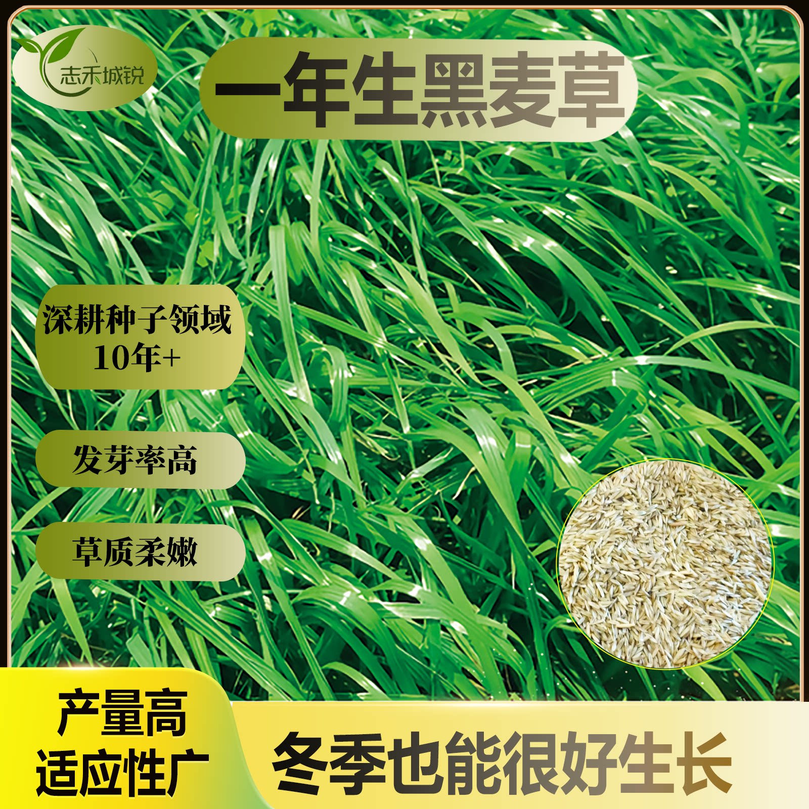 一年生黑麦草发芽率高营养丰富