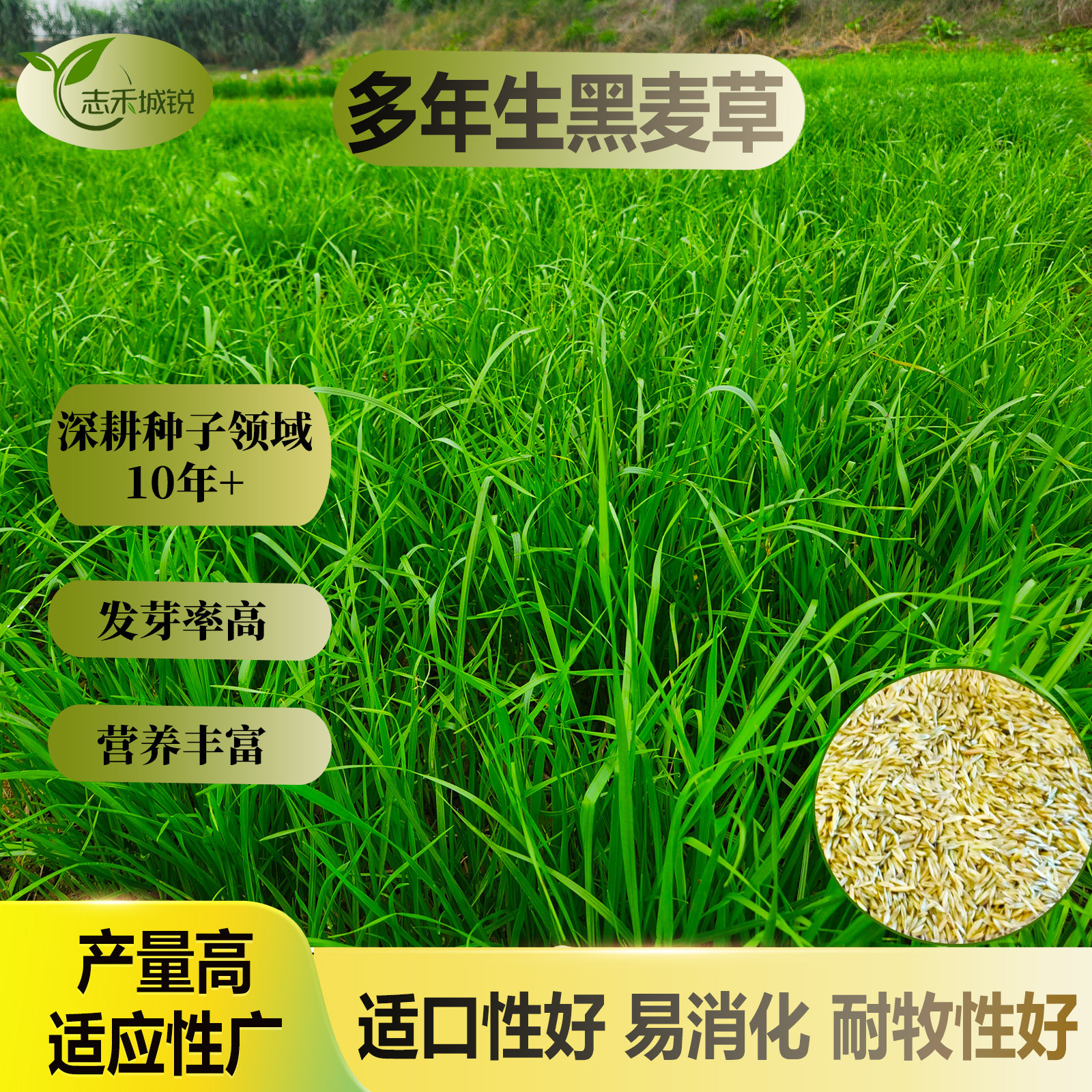 志禾城锐多年生黑麦草种子发芽率高冷季型牧草耐牧性好适应性强