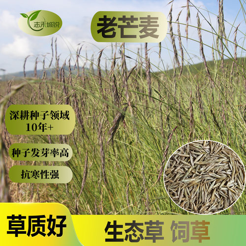 志禾城锐老芒麦种子芽率高耐寒耐旱耐贫瘠护坡固土抗风沙牧草种籽