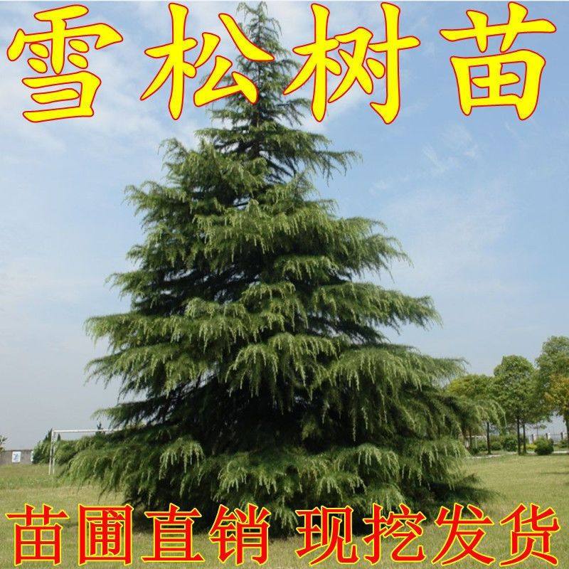 雪松树苗四季常青柏树耐寒圣诞树盆景行道树松树庭院别墅观赏苗木
