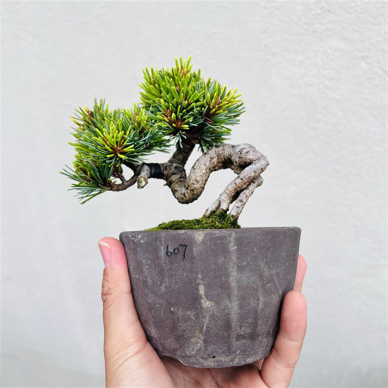 中国记忆盆景那须五针松嫁接福泉进口小品盆景绿植好养活四季常青