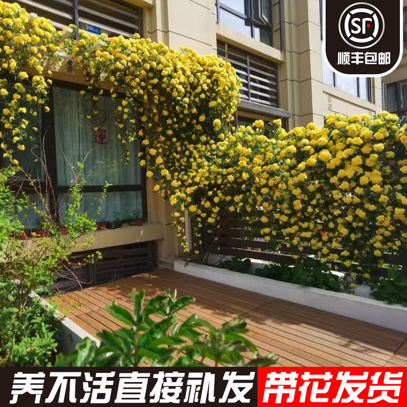 重瓣黄木香花苗盆栽带花室内庭院花卉爬藤植物浓香四季开花不断