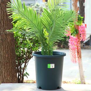 小果水汀7加仑7加仑加沥脂花盆特大号厚控根青山盆深行四季树花盆