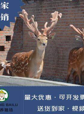 观赏梅花鹿幼崽活苗一对活物亲人宠物小型梅花鹿成年种鹿活的养殖