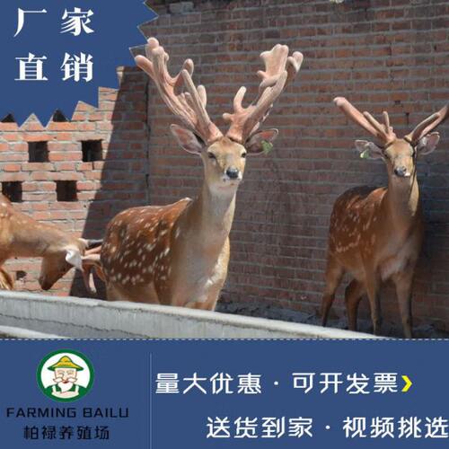 观赏梅花鹿幼崽活苗一对活物亲人宠物小型梅花鹿成年种鹿活的养殖