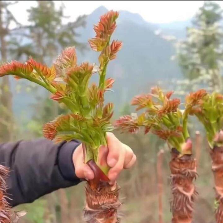 【下单立减50】刺龙芽种子高发芽率山野菜种籽庭院大田盆栽wf