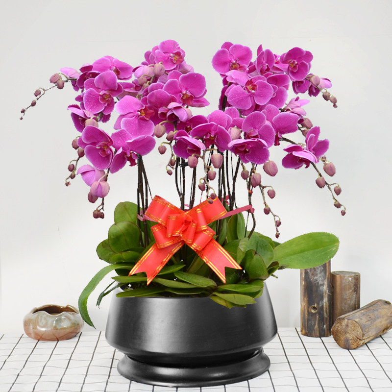 紫色蝴蝶兰高档年宵节日搬家礼品时令花卉植物室内盆栽成都专车送