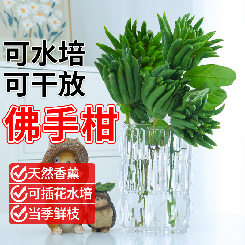 水培植物现剪鲜切佛手柑鲜枝水养新鲜室内水养带果绿植盆栽插花