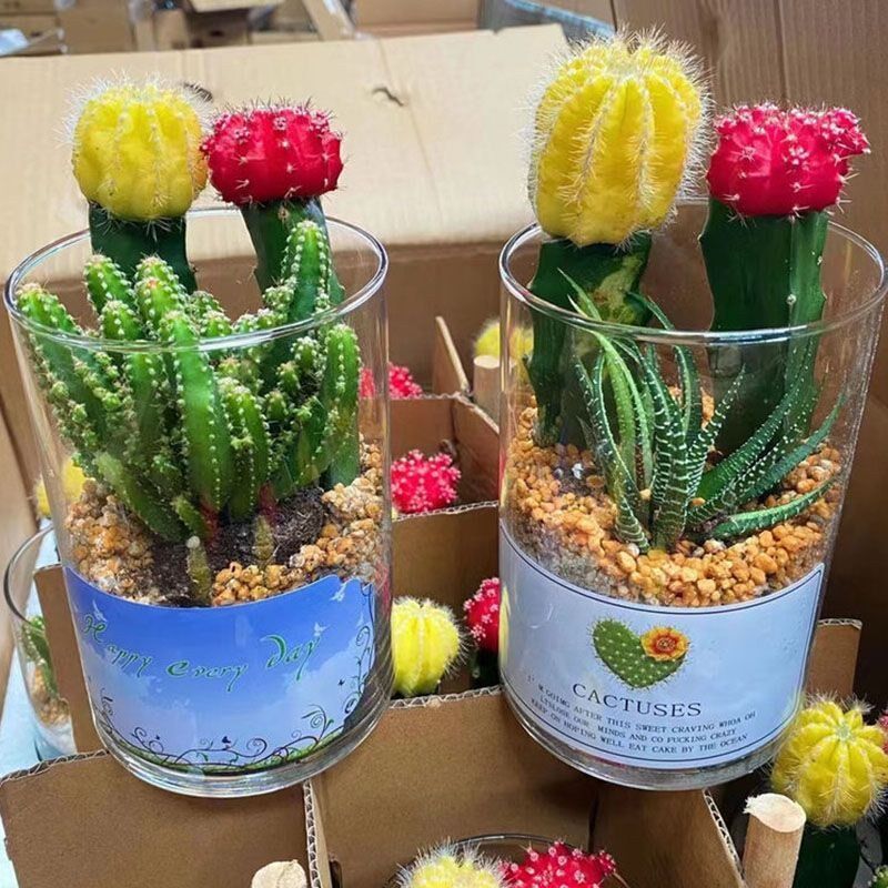 仙人球盆栽室内多肉防辐射稀有品种玻璃瓶开花办公室小仙人掌植物