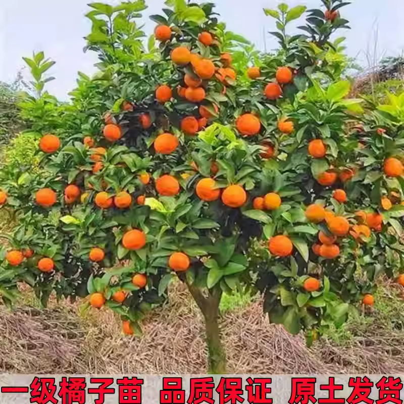 橘子苗树嫁接无籽果苗阳台种植