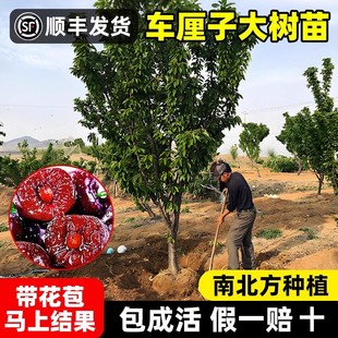 正宗车厘子树苗大樱桃树苗盆栽樱桃树苖南方北方种植地栽庭院特大