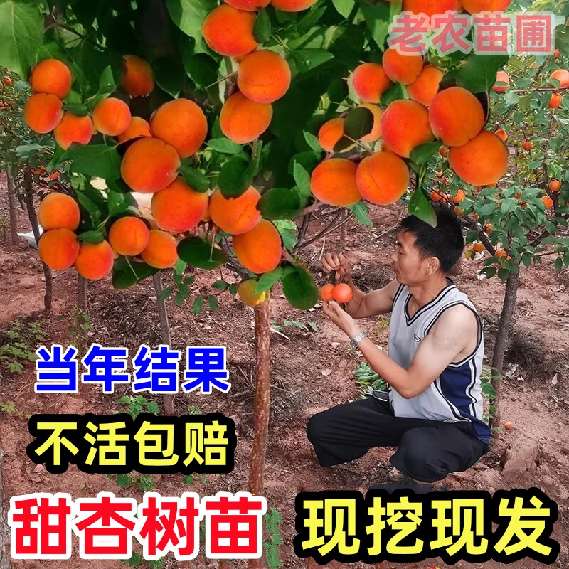 嫁接杏树苗当年结果盆栽地栽
