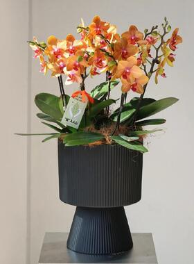 银柳冬青蝴盆蝶兰珍珠釉年宵花福花桶新轻奢客厅插花花器OAY盆栽