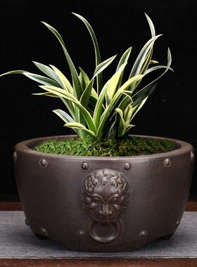 花盆老铜色瓷品陶精兽头古典桌面盆景盆文竹古桩花卉绿植