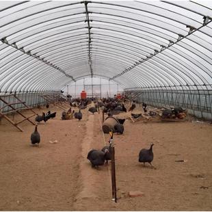 农业GLL养大棚温养鸡养猪羊舍保大棚日光温室椭圆管大殖棚钢架