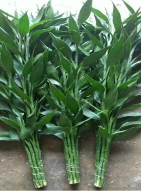 富贵水培植物盆栽绿植花卉内花厅室QYO竹水客养绿萝竹节节高一件